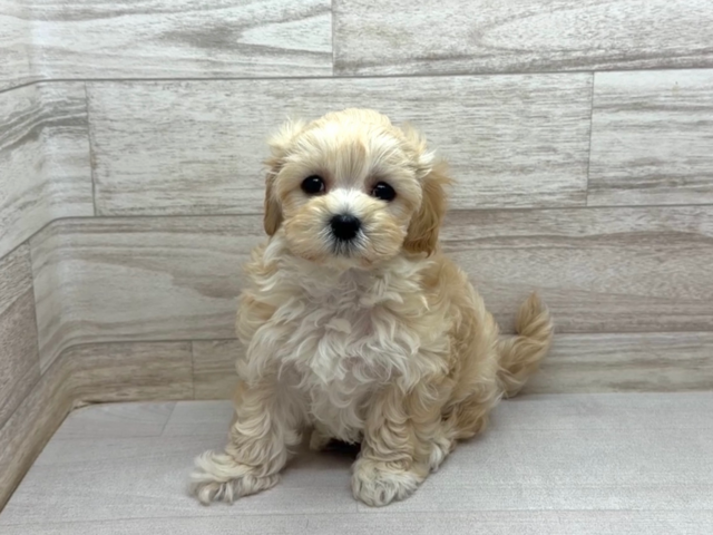 埼玉県のマルプー(マルチーズ×プードル) (かねだい桶川店/2026年1月25日生まれ/男の子/その他色)の子犬の2枚目の画像