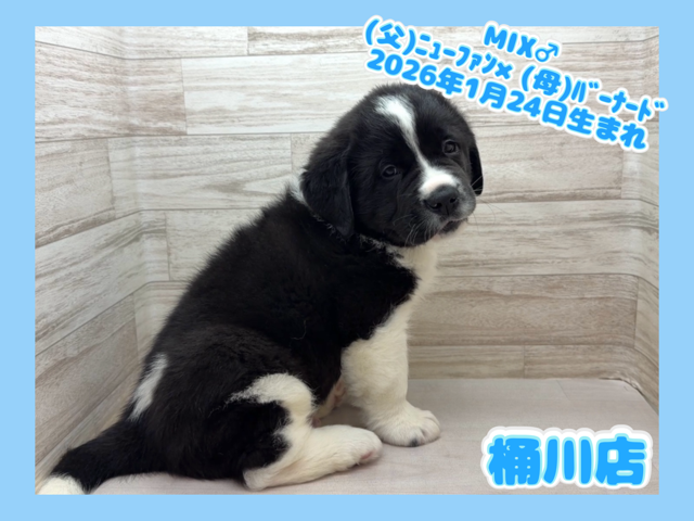埼玉県のハーフ犬・ミックス犬 (かねだい桶川店/2026年1月24日生まれ/男の子/その他色)の子犬の1枚目の画像