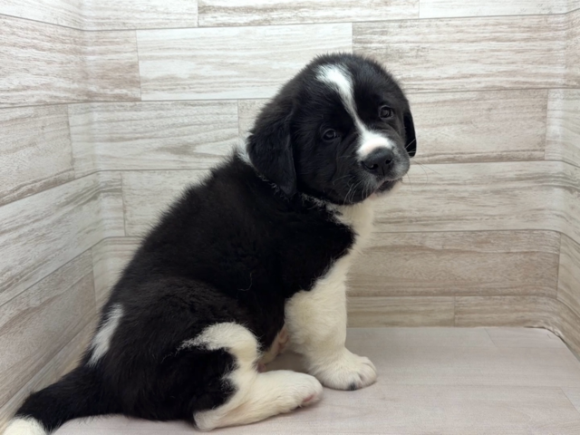 埼玉県のハーフ犬・ミックス犬 (かねだい桶川店/2026年1月24日生まれ/男の子/その他色)の子犬の2枚目の画像