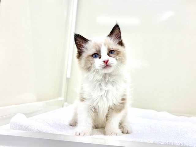 東京都のラグドール (かねだい本町田店/2026年1月25日生まれ/男の子/シールポイントバイカラー)の子猫の1枚目の画像