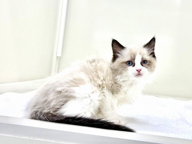 東京都のラグドール (かねだい本町田店/2026年1月25日生まれ/男の子/シールポイントバイカラー)の子猫の2枚目の画像
