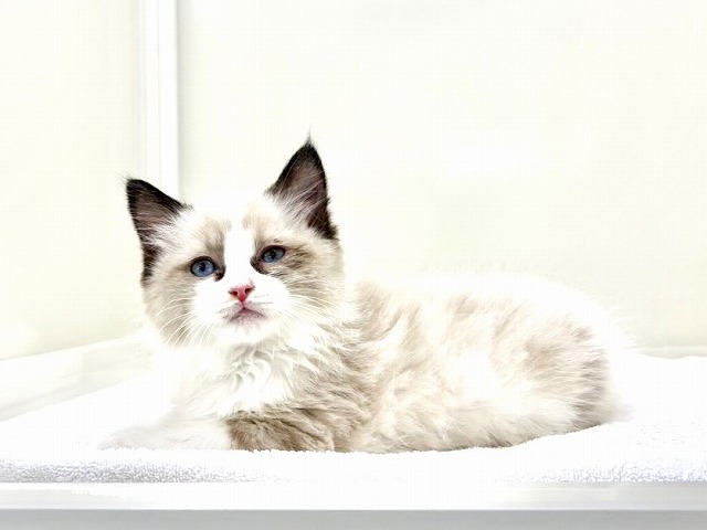 東京都のラグドール (かねだい本町田店/2026年1月25日生まれ/男の子/シールポイントバイカラー)の子猫の3枚目の画像