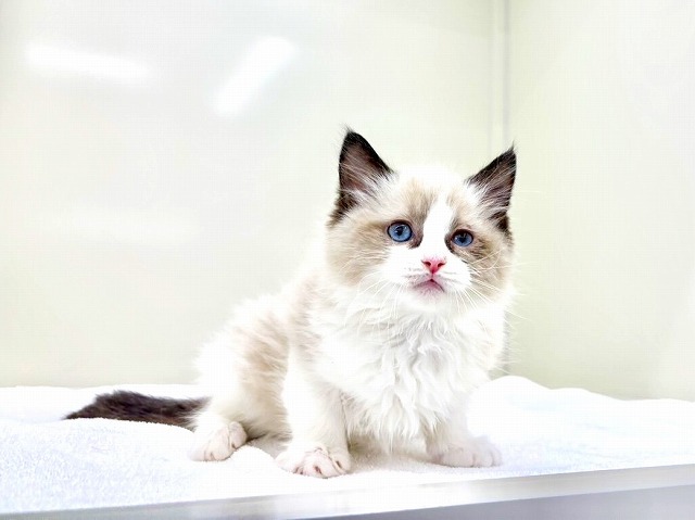 東京都のラグドール (かねだい本町田店/2026年1月25日生まれ/男の子/シールポイントバイカラー)の子猫の4枚目の画像