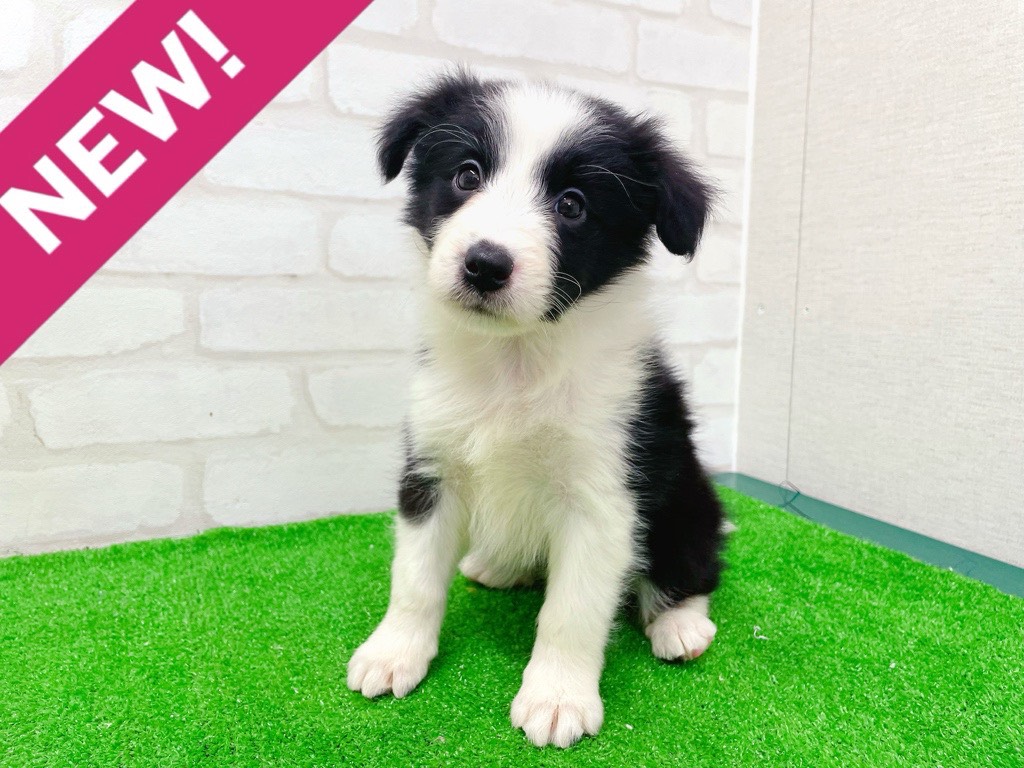 東京都のハーフ犬・ミックス犬 (かねだい立川店/2026年1月25日生まれ/女の子/ブラックホワイト)の子犬の1枚目の画像