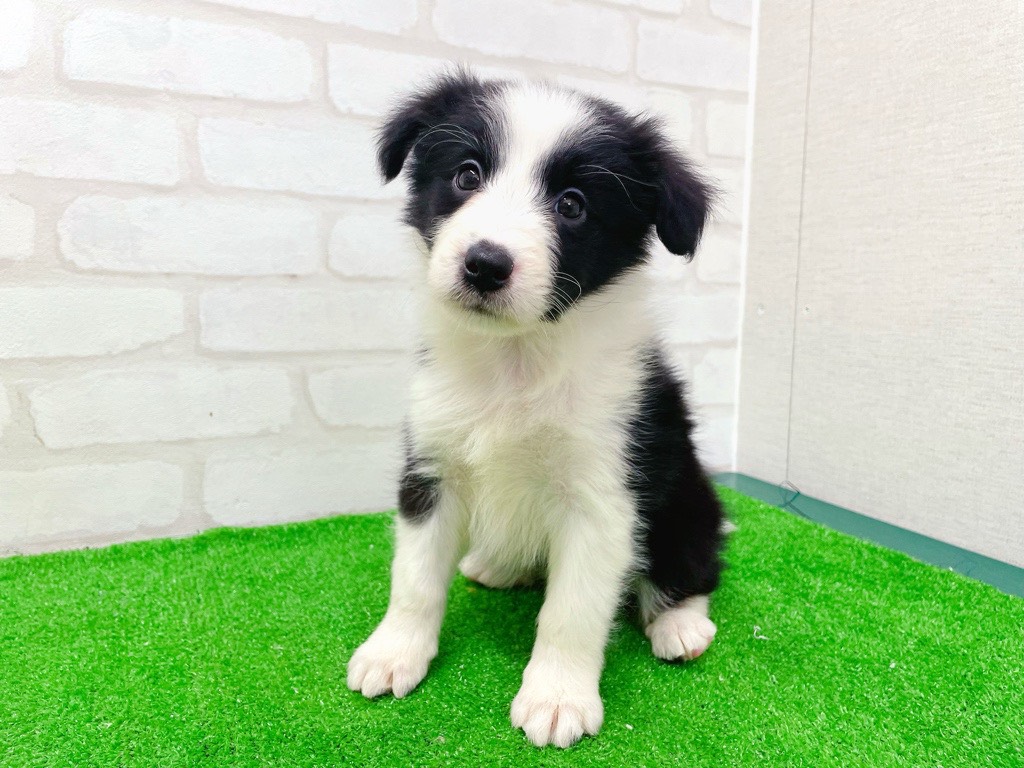 東京都のハーフ犬・ミックス犬 (かねだい立川店/2026年1月25日生まれ/女の子/ブラックホワイト)の子犬の2枚目の画像