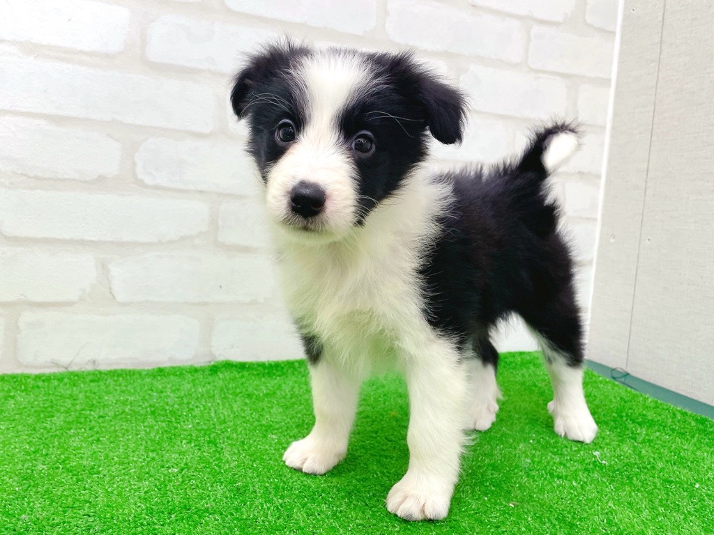 東京都のハーフ犬・ミックス犬 (かねだい立川店/2026年1月25日生まれ/女の子/ブラックホワイト)の子犬の4枚目の画像