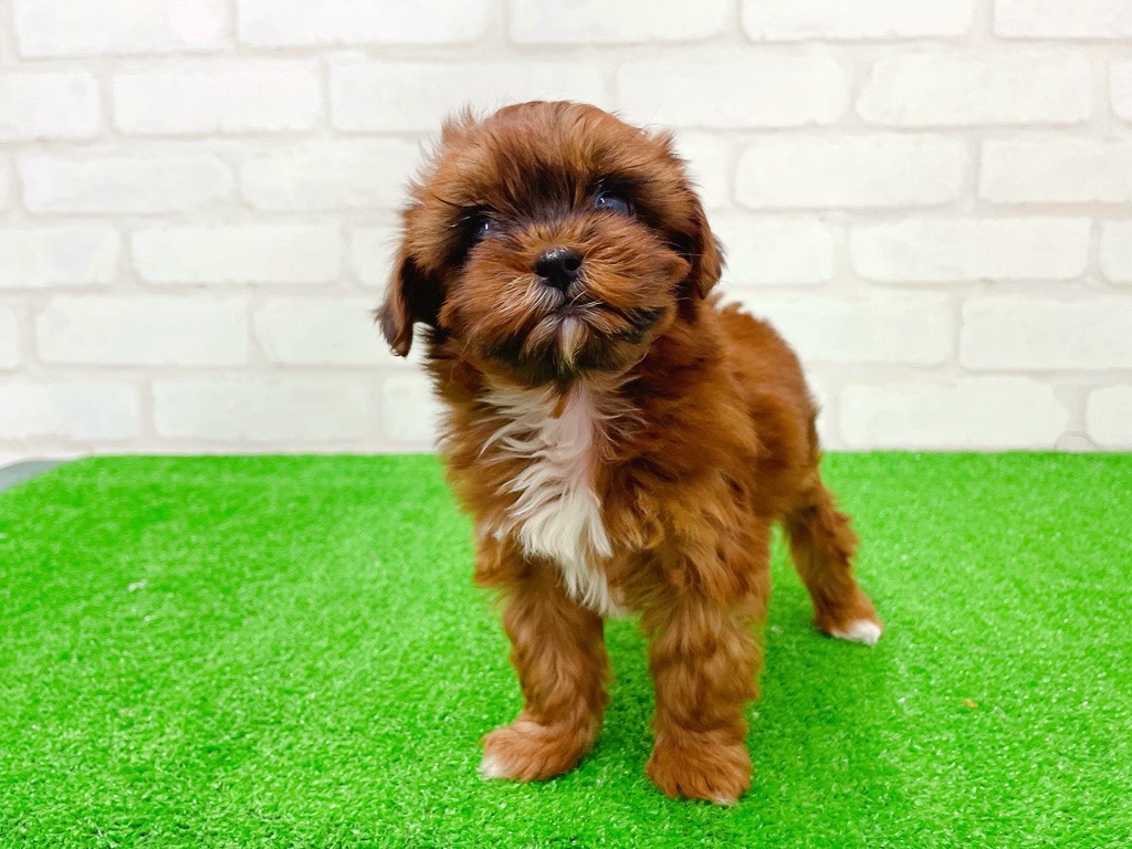 東京都のプーズー/プーシーズ(プードル×シーズー) (かねだい立川店/2026年1月22日生まれ/女の子/レッドホワイト)の子犬の2枚目の画像