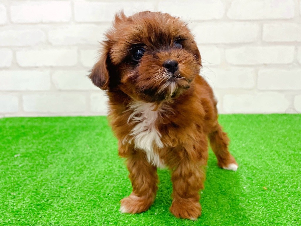 東京都のプーズー/プーシーズ(プードル×シーズー) (かねだい立川店/2026年1月22日生まれ/女の子/レッドホワイト)の子犬の3枚目の画像