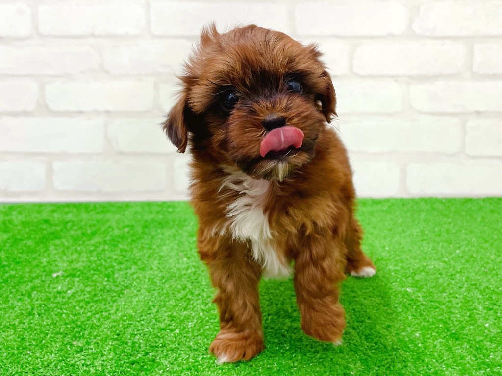 東京都のプーズー/プーシーズ(プードル×シーズー) (かねだい立川店/2026年1月22日生まれ/女の子/レッドホワイト)の子犬の4枚目の画像