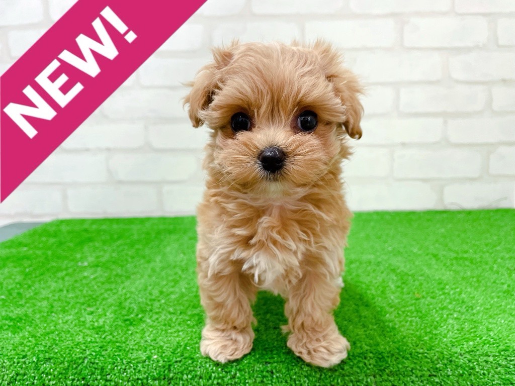 東京都のマルプー(マルチーズ×プードル) (かねだい立川店/2026年1月23日生まれ/女の子/クリームポイント)の子犬の1枚目の画像