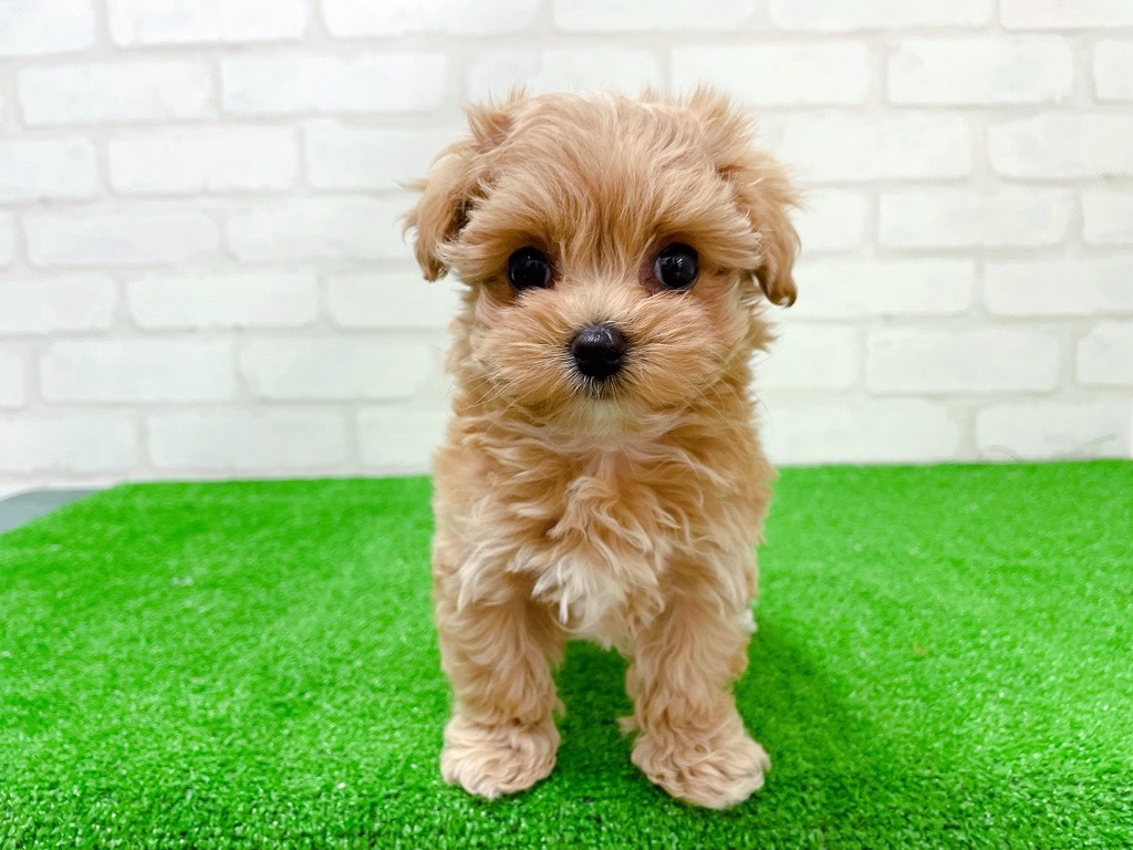 東京都のマルプー(マルチーズ×プードル) (かねだい立川店/2026年1月23日生まれ/女の子/クリームポイント)の子犬の2枚目の画像