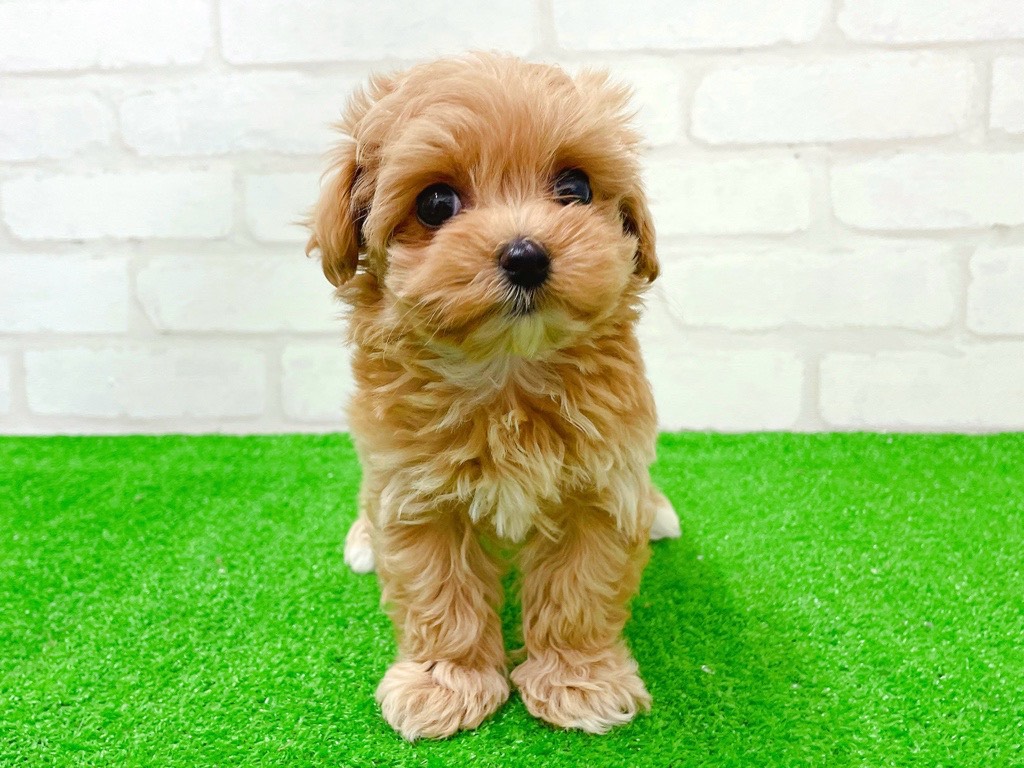 東京都のマルプー(マルチーズ×プードル) (かねだい立川店/2026年1月23日生まれ/女の子/クリームポイント)の子犬の3枚目の画像