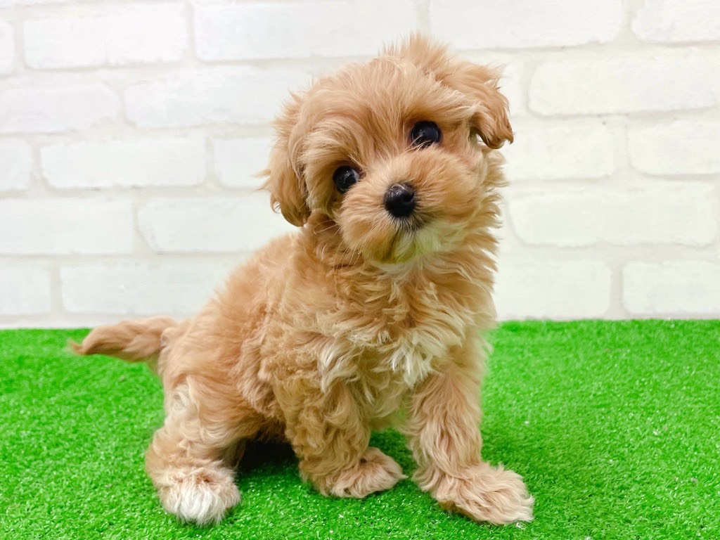 東京都のマルプー(マルチーズ×プードル) (かねだい立川店/2026年1月23日生まれ/女の子/クリームポイント)の子犬の4枚目の画像