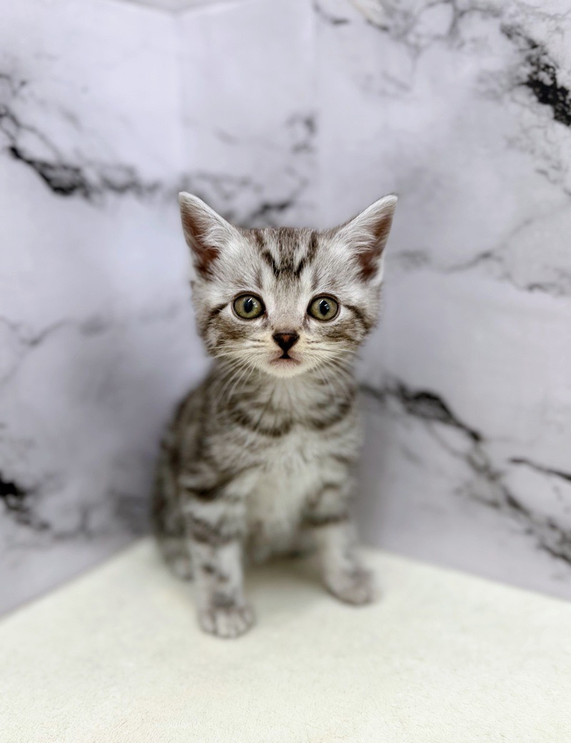 神奈川県のアメリカンショートヘアー (かねだい東戸塚店/2026年1月22日生まれ/男の子/シルバータビー)の子猫の1枚目の画像