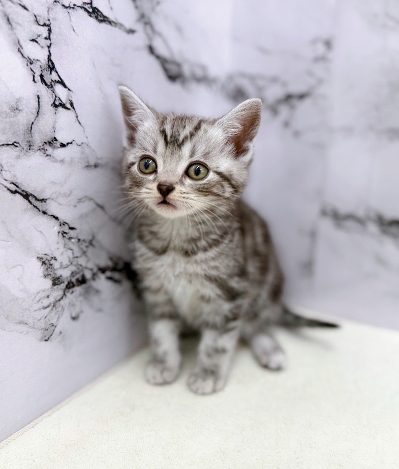 神奈川県のアメリカンショートヘアー (かねだい東戸塚店/2026年1月22日生まれ/男の子/シルバータビー)の子猫の2枚目の画像