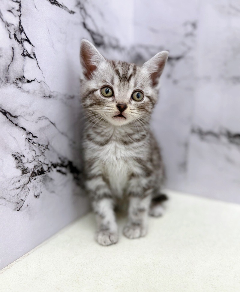 神奈川県のアメリカンショートヘアー (かねだい東戸塚店/2026年1月22日生まれ/男の子/シルバータビー)の子猫の3枚目の画像