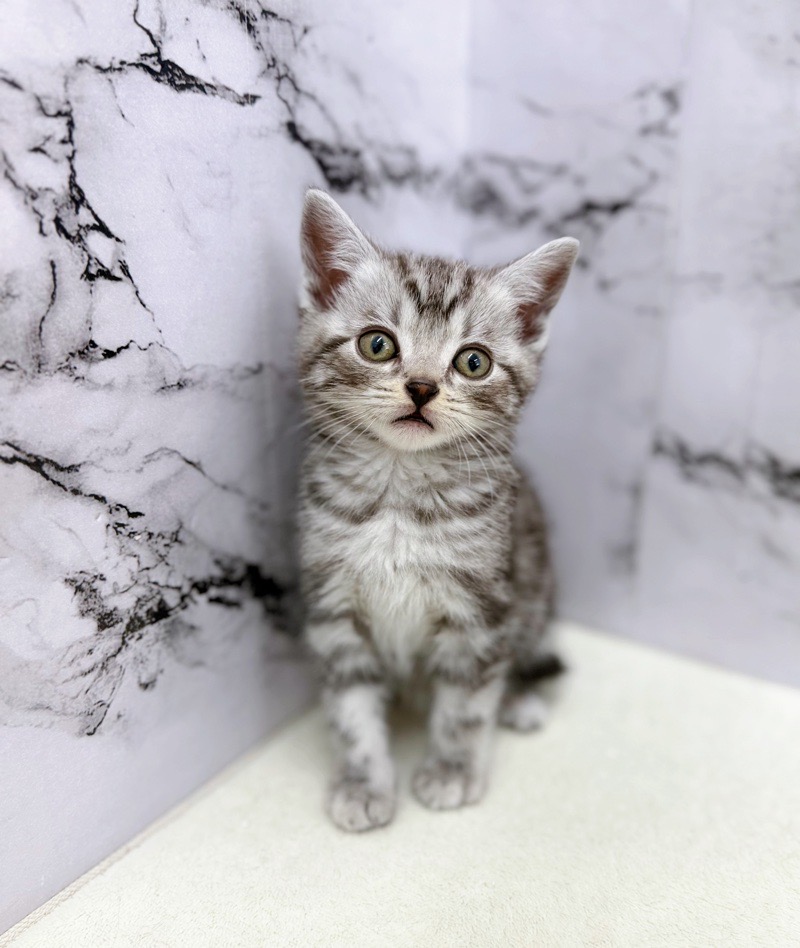 神奈川県のアメリカンショートヘアー (かねだい東戸塚店/2026年1月22日生まれ/男の子/シルバータビー)の子猫の4枚目の画像