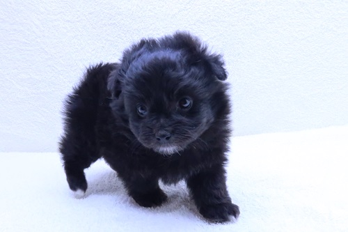 神奈川県のチワプー/プーチー(チワワ×プードル) (かねだい海老名店/2026年1月24日生まれ/女の子/ブラック)の子犬