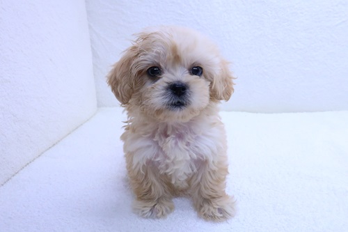 神奈川県のペキプー(ペキニーズ×プードル) (かねだい海老名店/2026年1月23日生まれ/女の子/クリーム)の子犬