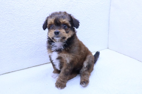 神奈川県のポメズー/ポメシーズ(ポメラニアン×シーズー) (かねだい海老名店/2026年1月23日生まれ/男の子/ブラウンホワイト)の子犬