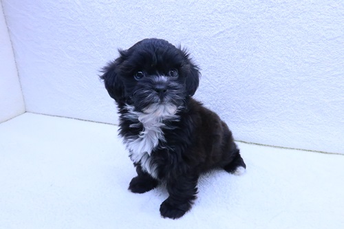 神奈川県のプーズー/プーシーズ(プードル×シーズー) (かねだい海老名店/2026年1月22日生まれ/男の子/ブラックホワイト)の子犬