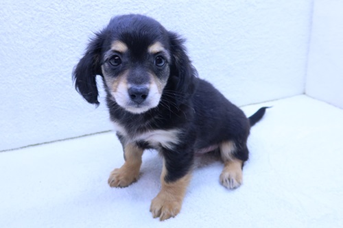 神奈川県のチワックス(チワワ×ダックス) (かねだい海老名店/2026年1月24日生まれ/男の子/ブラックタン)の子犬