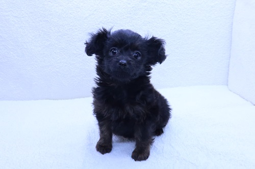 神奈川県のチワマル/マルチワ(チワワ×マルチーズ) (かねだい海老名店/2026年1月24日生まれ/女の子/ブラック)の子犬