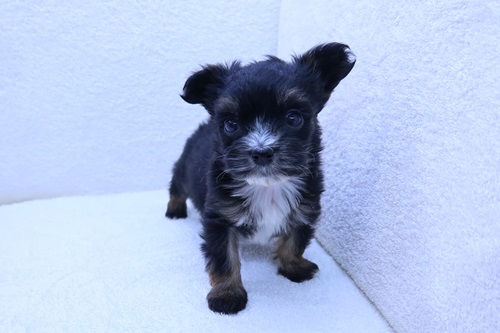 神奈川県のハーフ犬・ミックス犬 (かねだい海老名店/2026年1月24日生まれ/男の子/ブラックホワイト)の子犬