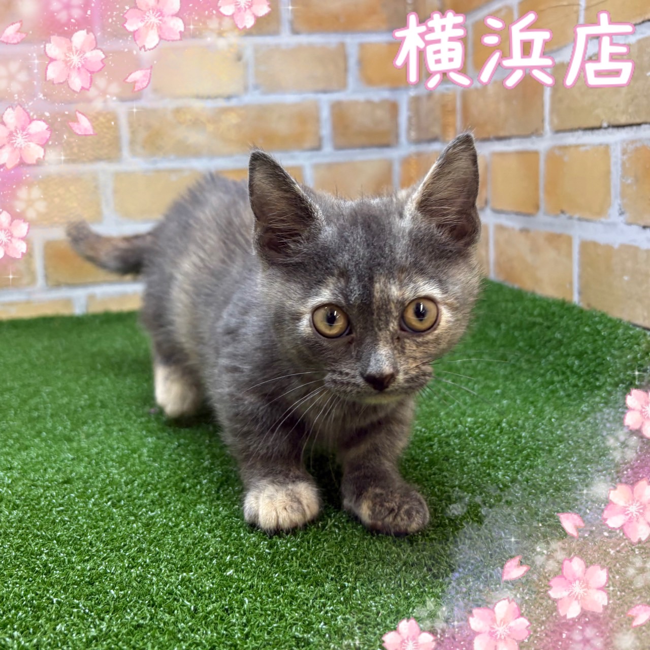 神奈川県のマンチカン (かねだい横浜店/2025年1月15日生まれ/女の子/ブルークリーム)の子猫