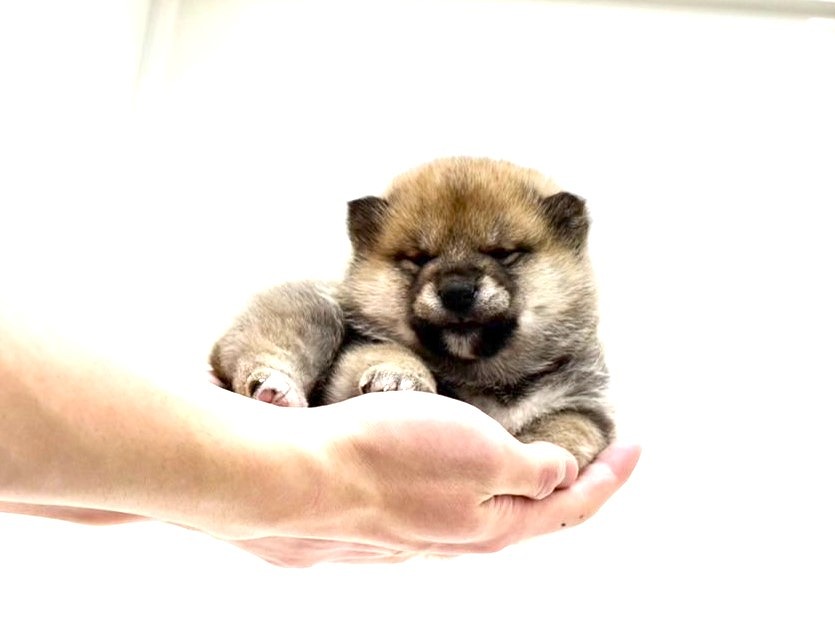 新品26cm(25 5cm相当)スケッチャーズ BOBS 犬総柄 レディース