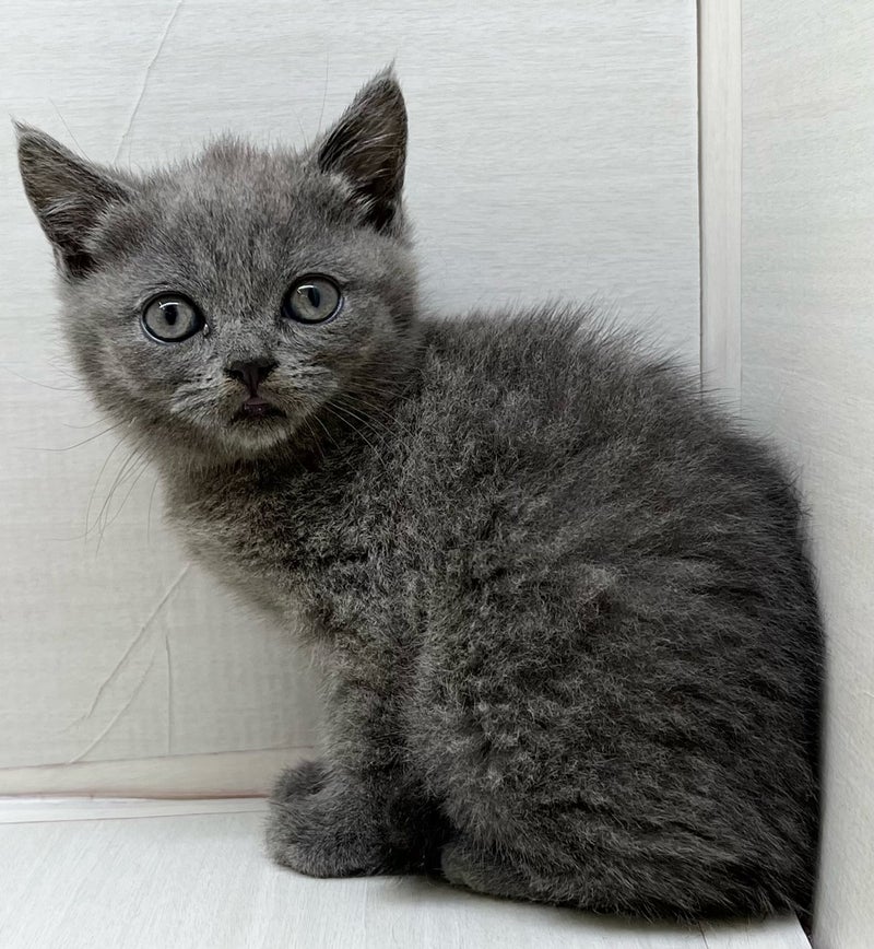猫千代　0501 わんちゃん、ねこちゃん入舎情報!!① | かねだい八千代店の
