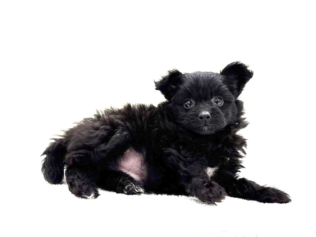 価格の安いMIX犬（父：チワワ母：トイプードル）♂甘えん坊動画