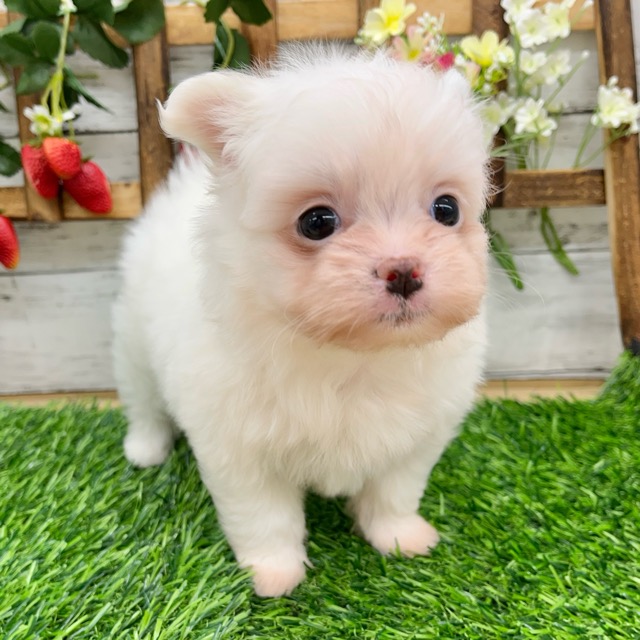 オーダー受付 レアパネル販売 柴犬 ポメラニアン マルチーズ