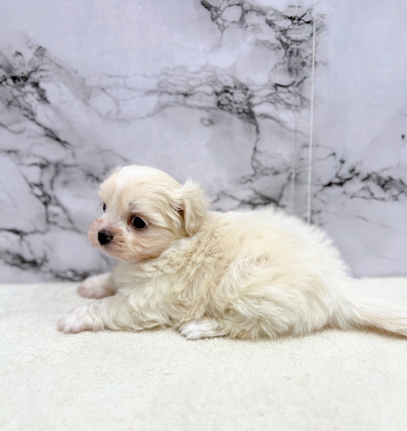価格の安い◾️犬MIX【父:マルチーズ2.2kg×母:ペキニーズ3.5kg 価格の安い◾️犬MIX【父:マルチーズ2.2kg×母:ペキニーズ3.5kg