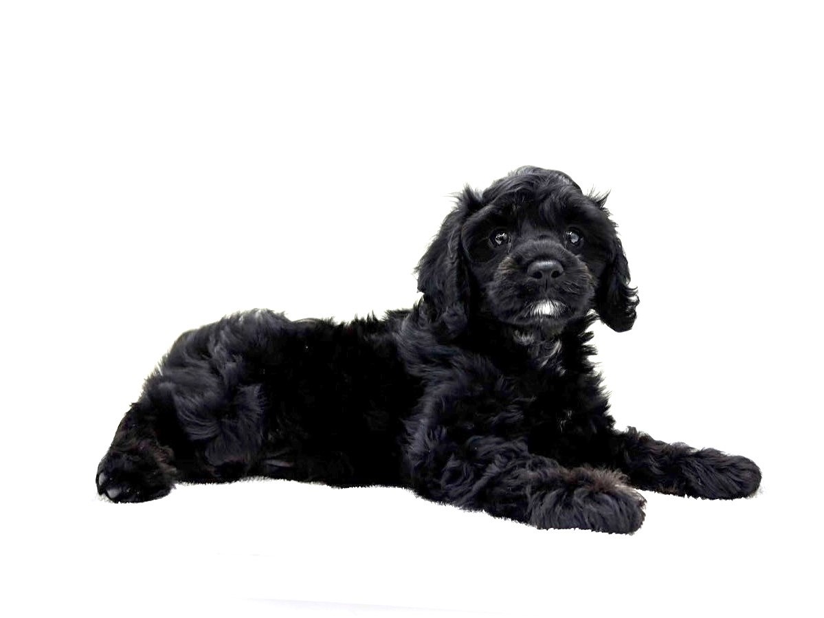 価格の安いMIX犬（父：トイプードル母：キャバリア）♂ / 株式
