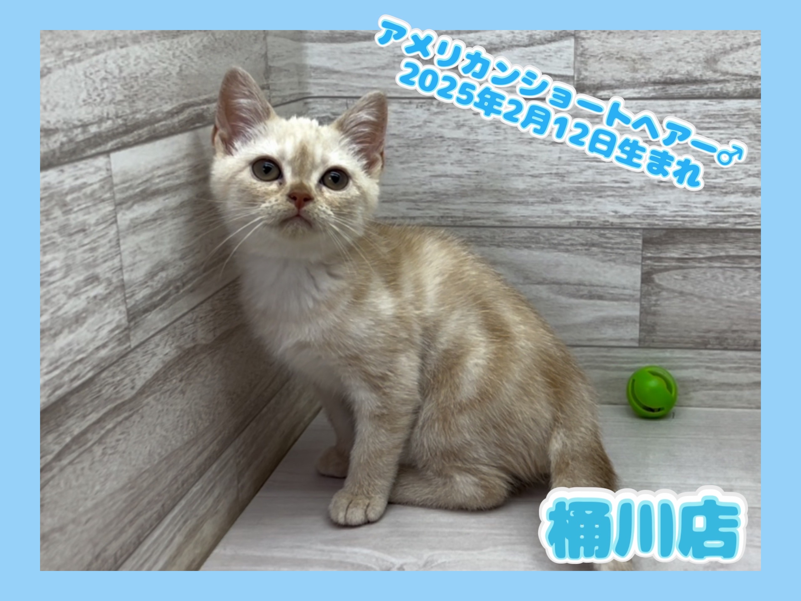 埼玉県のアメリカンショートヘアー (かねだい桶川店/2025年2月12日生まれ/男の子/クリームタビー)の子猫
