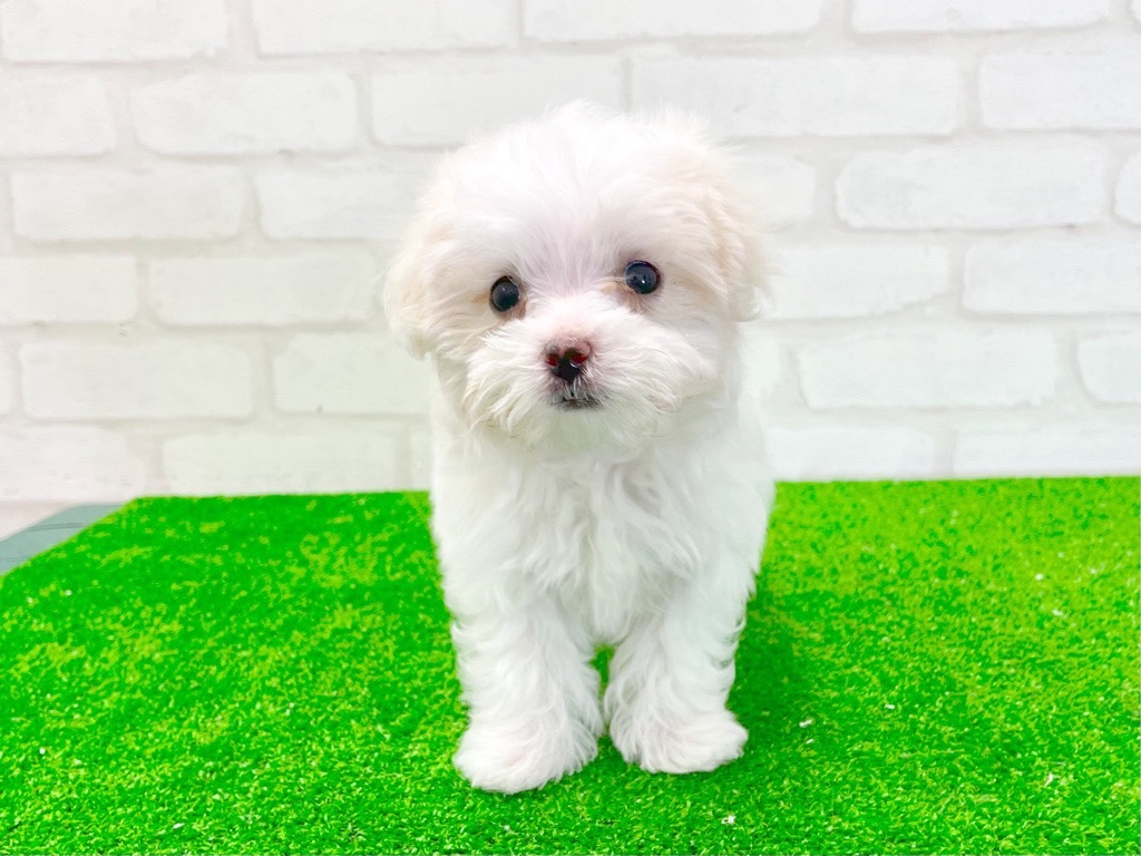 東京都のMIX犬　（父）トイプードル、（母）マルチーズ (かねだい立川店/2025年2月7日生まれ/女の子/クリーム)の子犬
