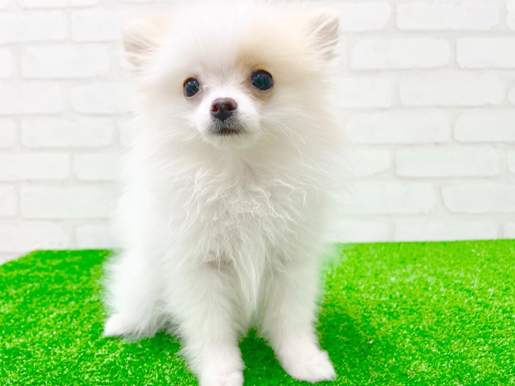 価格の安い【動画あり！】犬MIX（父:ポメラニアン/母:ロング
