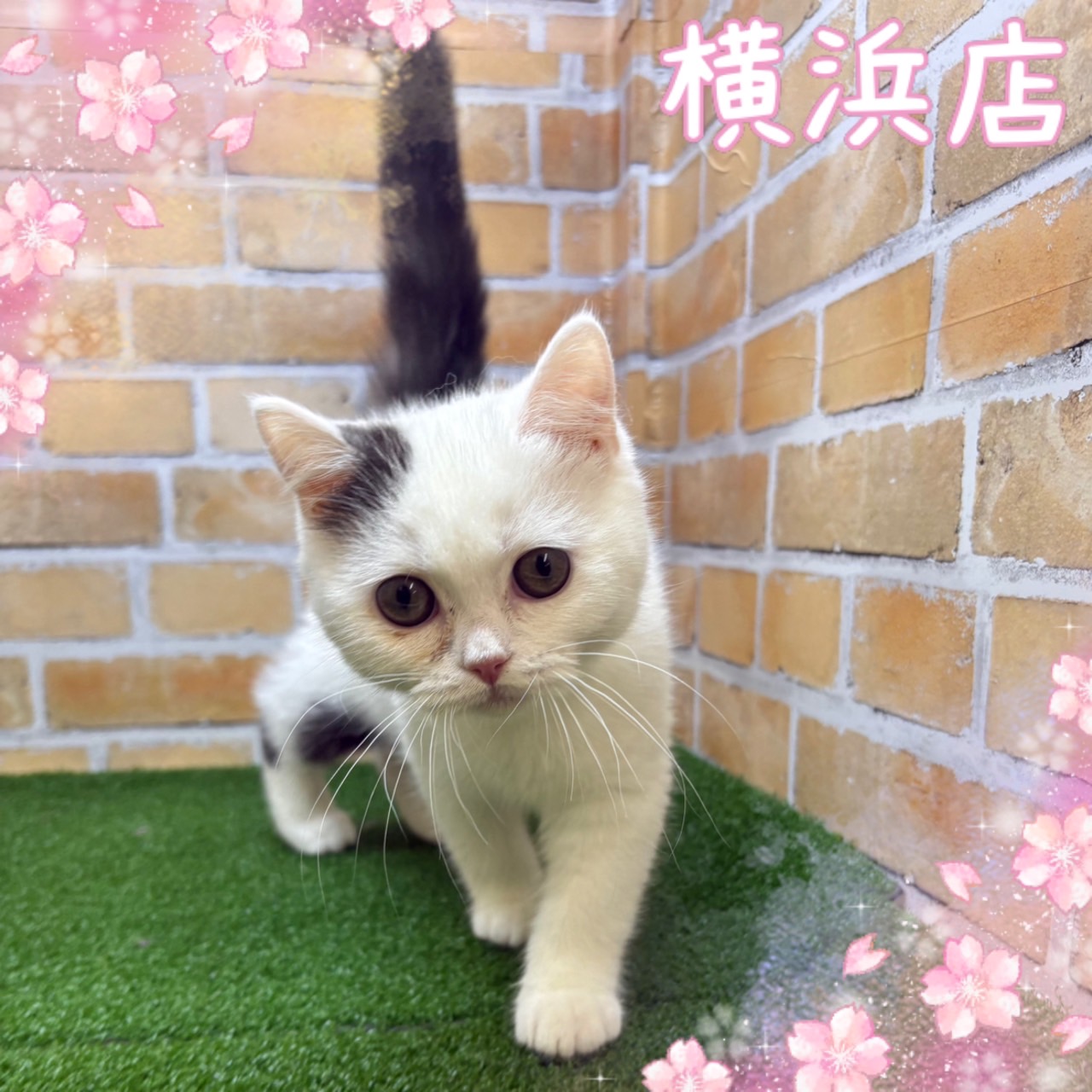 神奈川県のマンチカン (かねだい横浜店/2025年1月10日生まれ/男の子/ブラックホワイト)の子猫