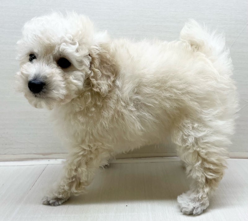 千葉県のトイプードル(トイ) (かねだい八千代店/2025年2月21日生まれ/男の子/ホワイト)の子犬