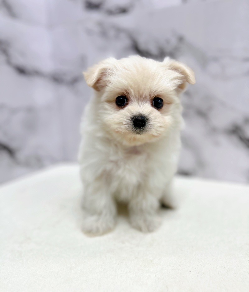 価格の安い◾️犬MIX【父：マルチーズ2.3kg×母：ポメラニアン4kg