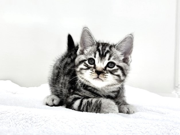 アニマルスウェット ねこ 子猫 ゆるかわ アメリカンロングヘア