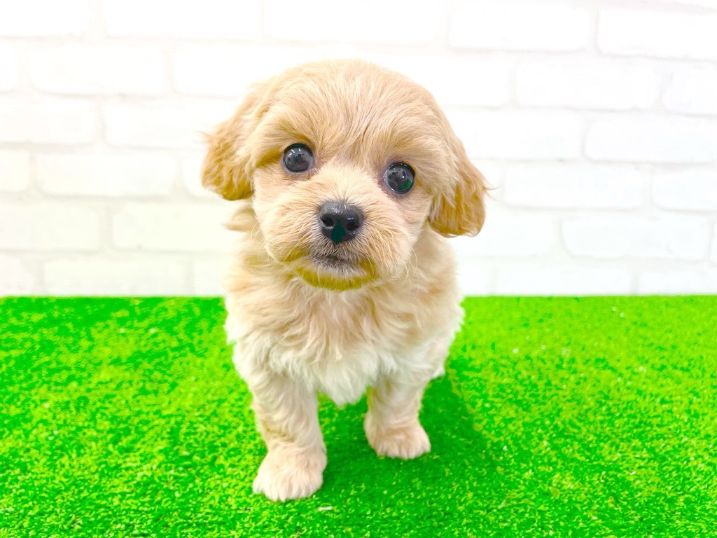 東京都のMIX犬　（父）ペキニーズ、（母）トイプードル (かねだい立川店/2025年2月19日生まれ/女の子/アプリコット)の子犬