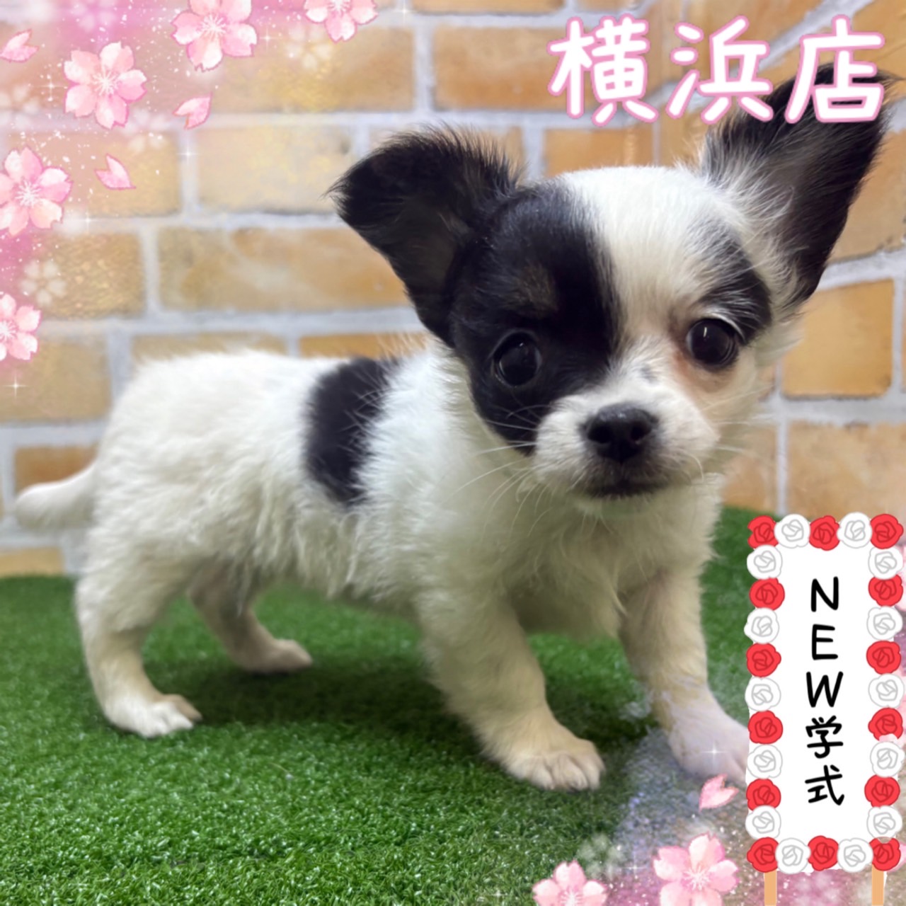神奈川県のチワワ(ロング) (かねだい横浜店/2025年2月21日生まれ/女の子/ホワイトブラックタン)の子犬