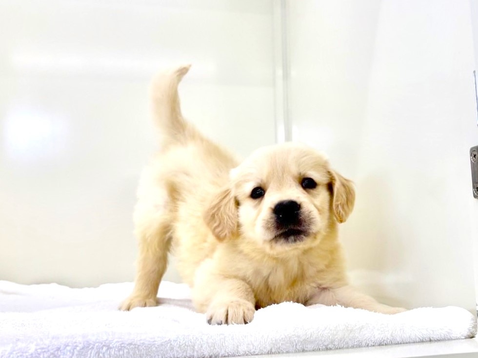 楽天市場】リヤドロ 待ってたよ! 少女 犬 ゴールデンレトリバー