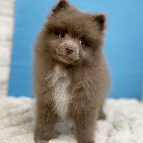 価格の安い4/23撮影!ポメラニアン✨♂現在体重1.65kg 大人しい 価格の安い4/23撮影!ポメラニアン✨♂現在体重1.65kg 大人しい