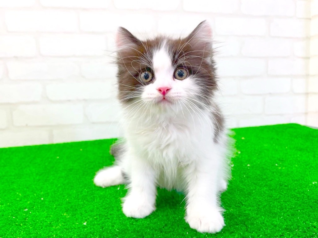東京都のマンチカン (かねだい立川店/2025年2月28日生まれ/男の子/ブラックホワイト)の子猫