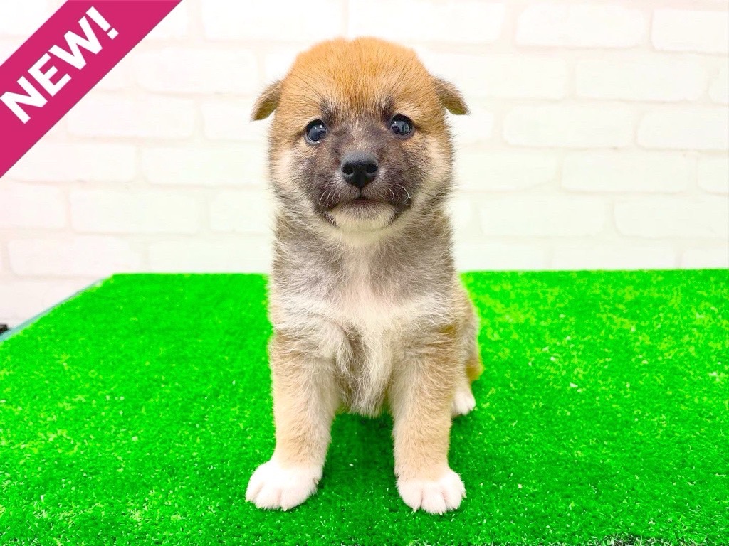 東京都の柴犬(標準サイズ) (かねだい立川店/2025年3月1日生まれ/女の子/赤)の子犬