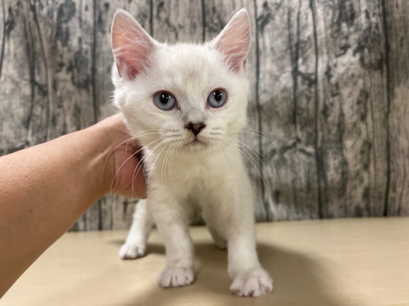 埼玉県のハーフ猫・ミックス猫 (かねだいアクアパーク店/2025年2月10日生まれ/男の子/シルバーポイント)の子猫
