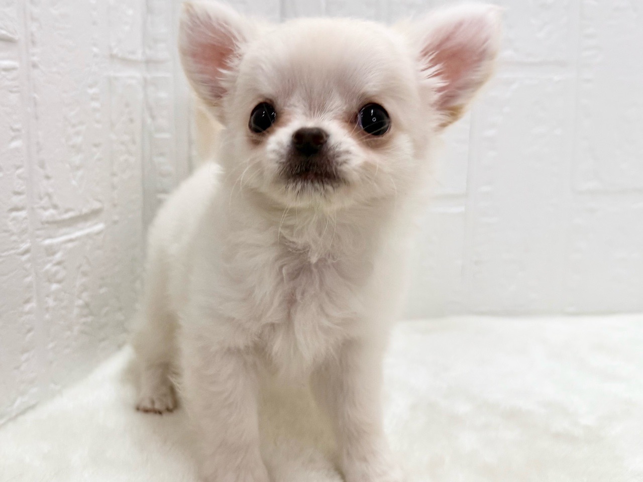 東京都のチワワ(ロング) (かねだい青梅店/2025年2月18日生まれ/男の子/ホワイトクリーム)の子犬
